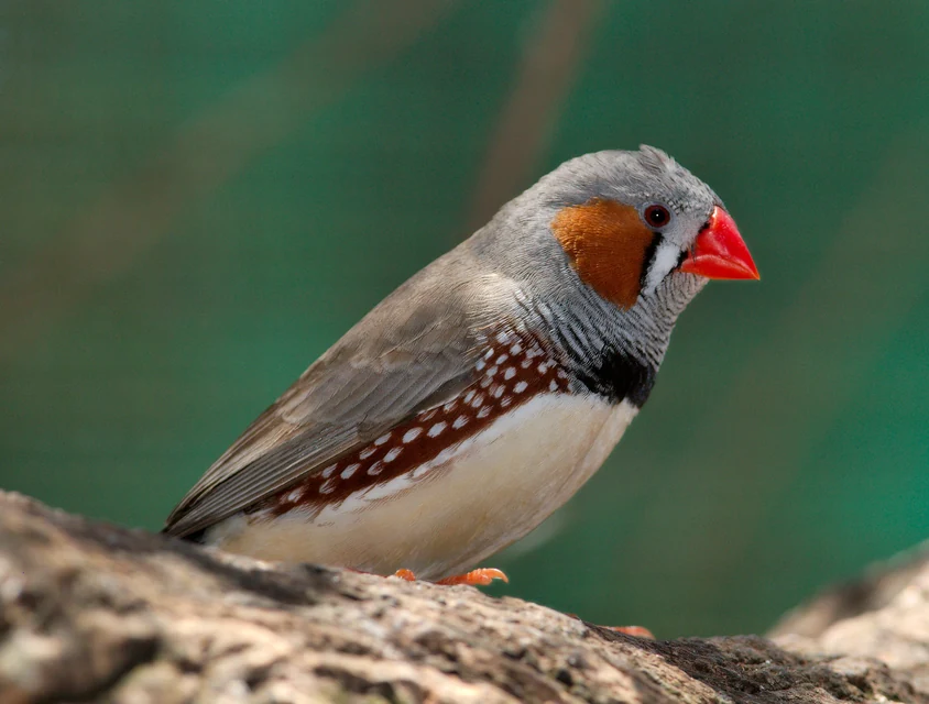 止まり木に並ぶキンカチョウのペア